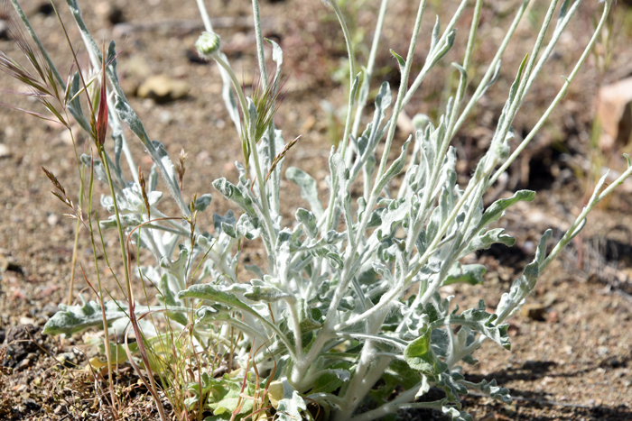 Desert Marigold has greenish-white, greenish-gray or even greenish-silver colored leaves. Note, that the leaves are covered with dense, fine grayish-white (tomentose) hairs. Baileya multiradiata